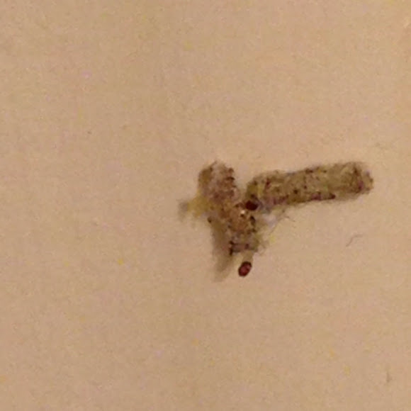 Case bearing moth Project Noah