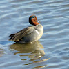 Green Winged Teal