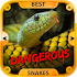 Best Dangerous Snakes2.0