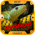 Best Dangerous Snakes2.0