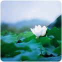 3D Lotus II (PRO)
