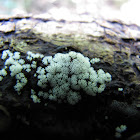 White coral slime mold
