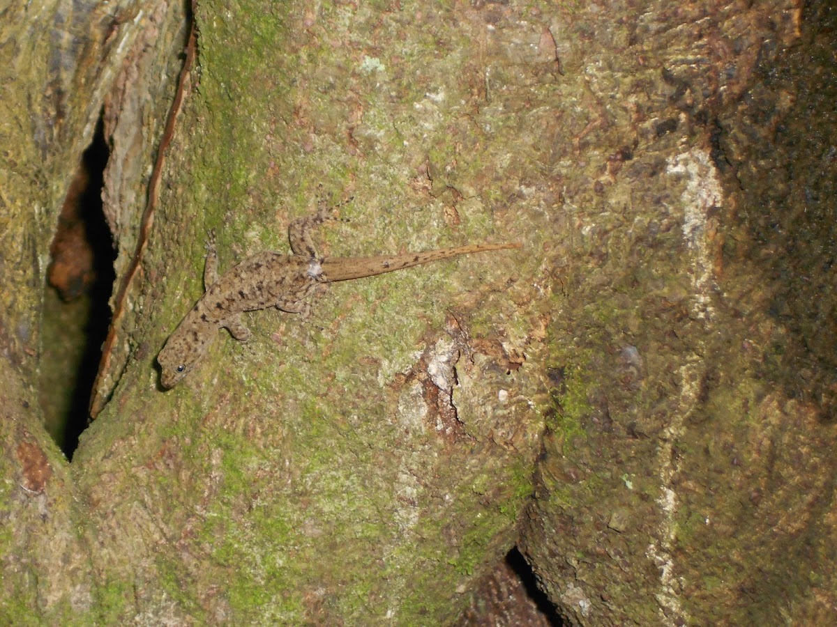 Female Yellow-headed Gecko