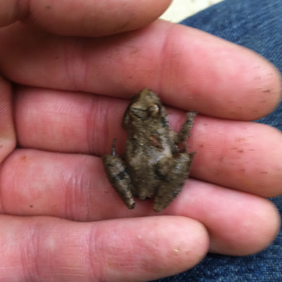 Blanchard's Cricket Frog Project Noah