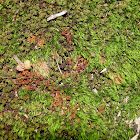 Campylopus Moss