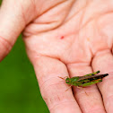 Green-striped grasshopper