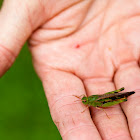 Green-striped grasshopper