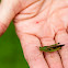 Green-striped grasshopper