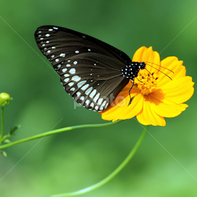 Butter that flies  by Vishwas Watwe - Animals Insects & Spiders