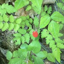 산딸기(Wild raspberry)