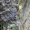 Short-crested Bay Island Forest Lizard