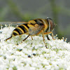 Hoverfly