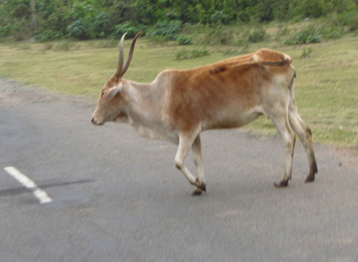 Hallikar Cow