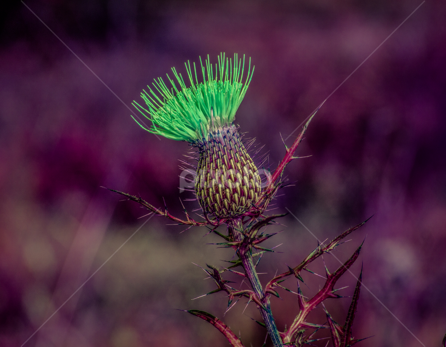by Maurice FitzGerald - Nature Up Close Other plants