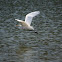 Great Egret or Common Egret