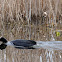 Eurasian coot