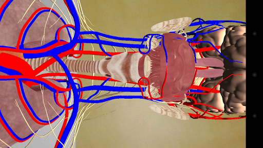 人体解剖学のAR