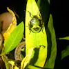 Green stink bug (nymph)