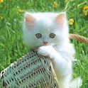 Cats Jigsaw Puzzles logo