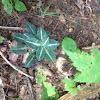 Downy rattlesnake plantain orchid
