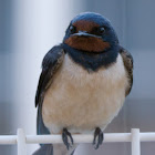 Barn Swallow; Golondrina Común