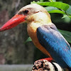 Stork-Billed Kingfisher 