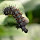Caterpillars and larvae of the World