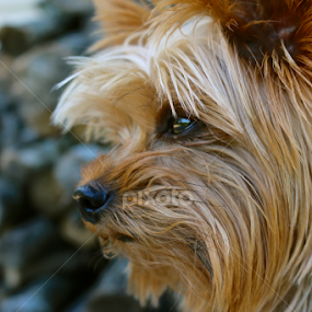 Looking Abroad  by Sydney Rohmann - Animals - Dogs Portraits