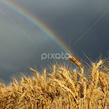 Pot of Gold by Kathy Tellechea -  