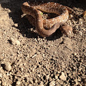 Red diamondback rattlesnake