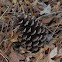 Loblolly pine cones