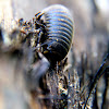 pill milipede