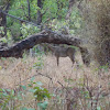 Nilgai (Antelope)