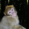 Barbary macaque, Berberaffen
