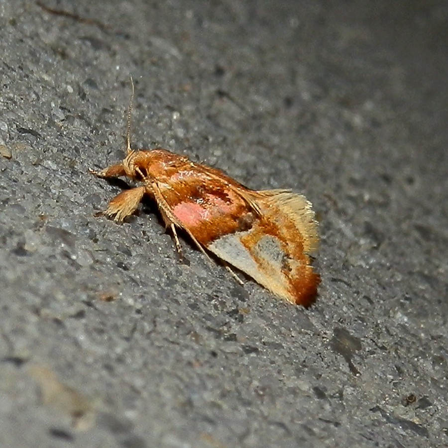 Habroscopa Moth
