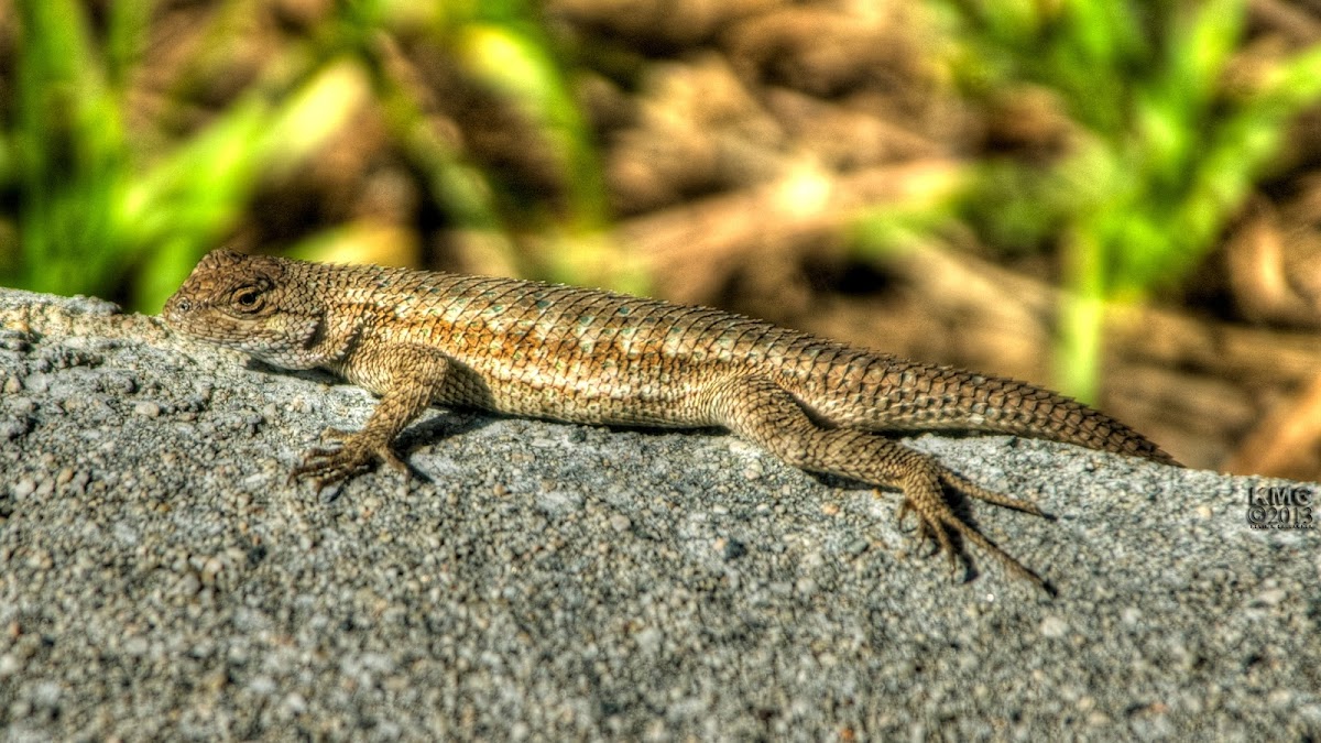 Coast Range Fence Lizard