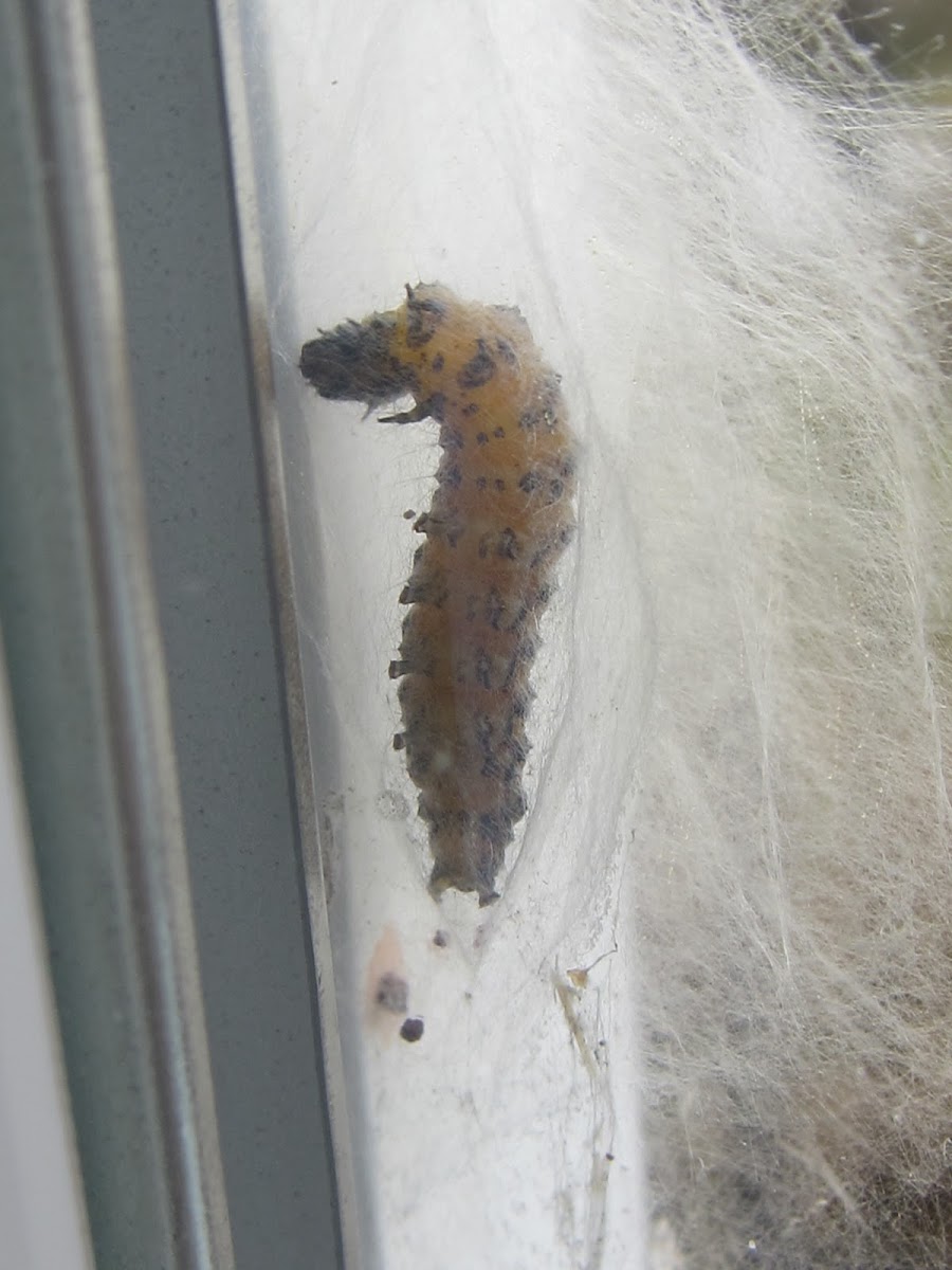 Genista Broom Moth Caterpillar Cocooning Video