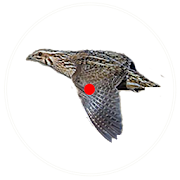 صيد الفري  quail hunt ‎  Icon
