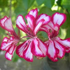 Pelargonium