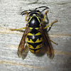 Common Aerial Yellowjacket - worker