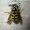 Common Aerial Yellowjacket - worker