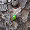 Asian Jewell bug, or Shield bug