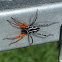 Orange-legged swift spider