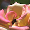 bee in a roses