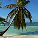Palm Tree On Caribbean Beach