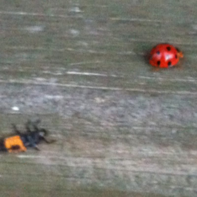 Lady Bug and larva