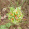 Euphorbia, lechetrezna vellosa