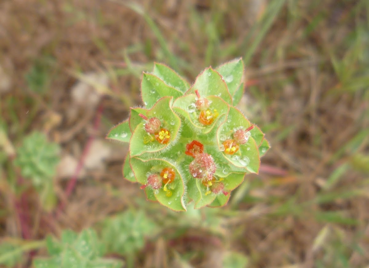 Euphorbia, lechetrezna vellosa