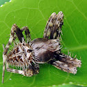 Garden orb spider (monkey spider) male