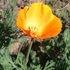California poppy